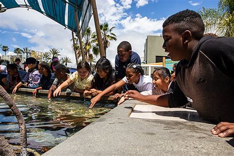 shark lagoon twitter|Shark and Ray Touch Pool .